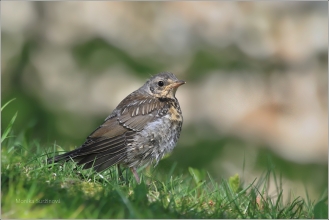 <p>DROZD KVÍČALA (Turdus pilaris) /Fieldfare - Wacholderdrossel/</p>